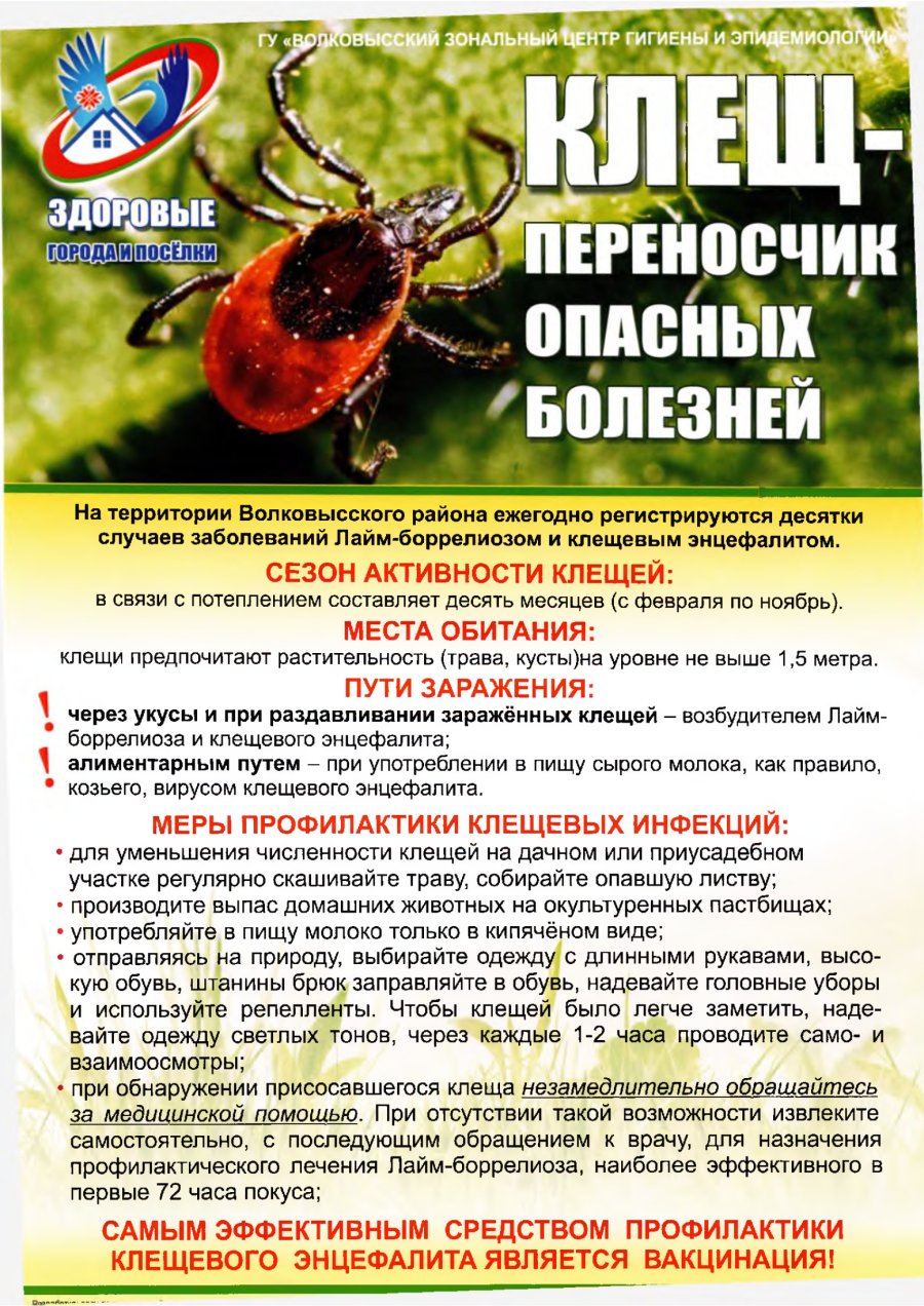 Клещ-переносчик опасных болезней